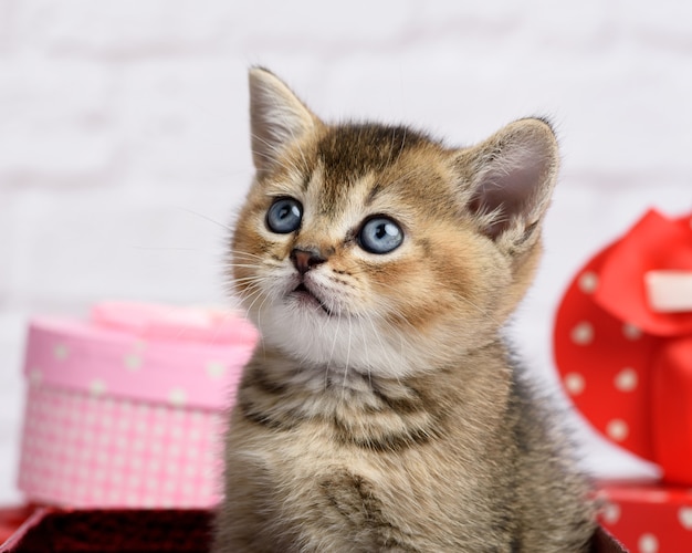 Razza diritta di cincillà dorato scozzese carino gattino su sfondo bianco e scatole con doni, sfondo festivo