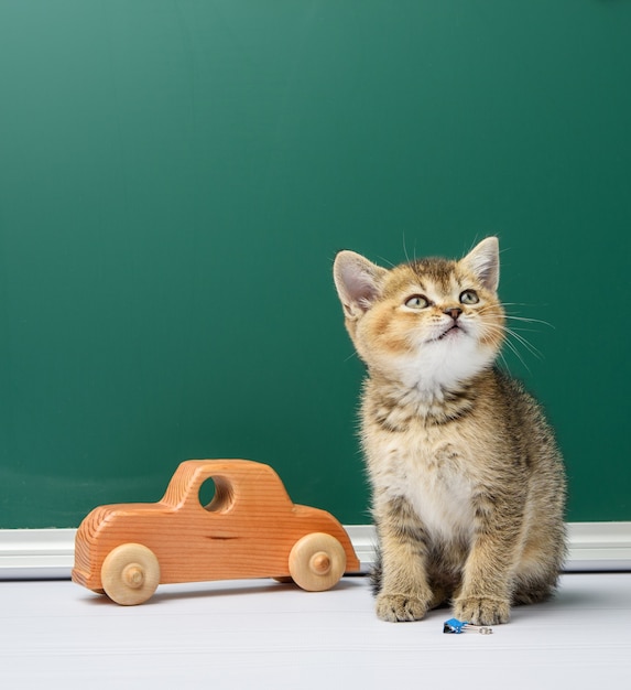 Cute kitten scottish golden chinchilla straight sitting on a background of green chalk board