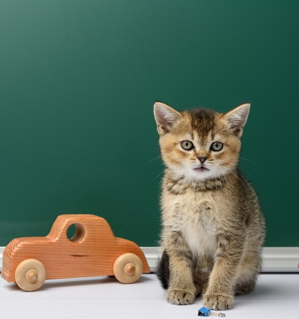 学校に戻って、緑のチョークボードの背景に黄色の本にまっすぐ座っているかわいい子猫スコットランドの黄金のチンチラ