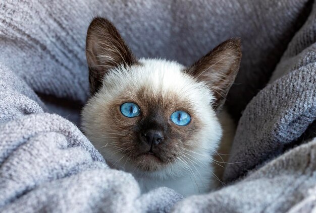 かわいい子猫のシャム猫の屋内