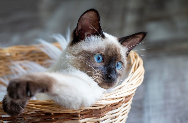 Cute kitten siamese cat indoor