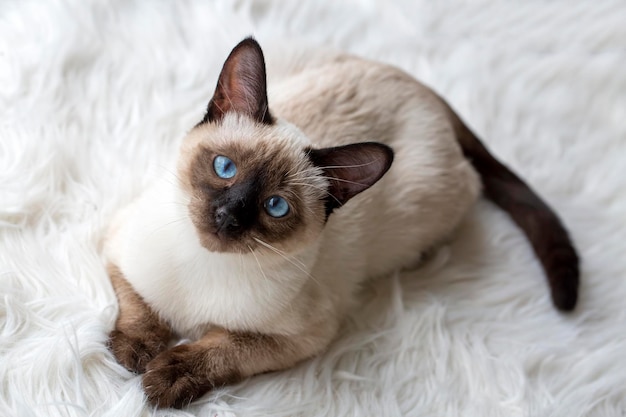 Cute kitten siamese cat indoor