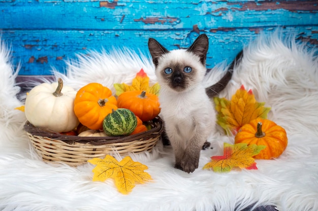 Cute kitten siamese cat and pumpkin, thanksgiving concept\
photo