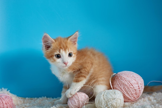 Cute kitten sitting next to balls of wool