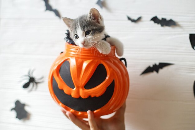 Cute kitten sitting in halloween trick or treat bucket on white background with black bats Adorable kitty looking from jack o' lantern pumpkin pail Happy HalloweenxA