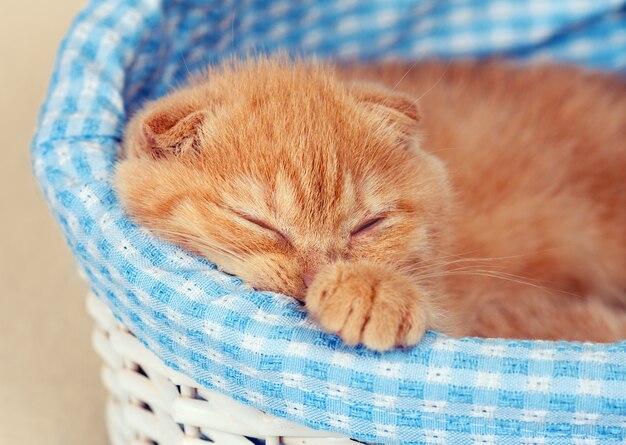 かごの中で眠っているかわいい子猫