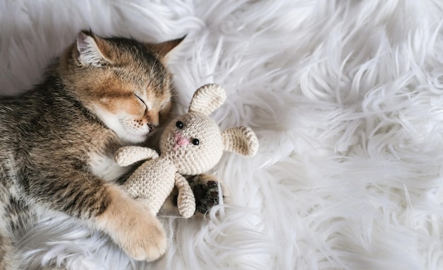 A cute kitten sleeps on a fluffy blanket hugging a knitted toy rabbit Web banner with copy space