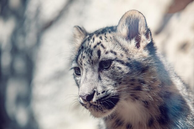 cute kitten of Snow Leopard cat Irbis