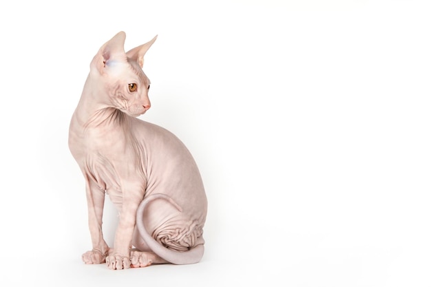 cute kitten sphinx on a light background