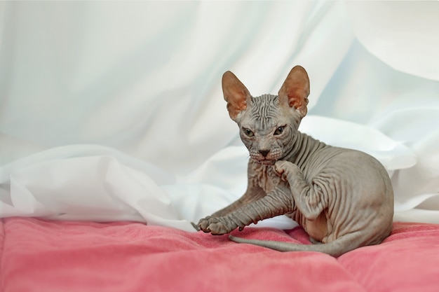 Cute kitten sphynx in funny pose