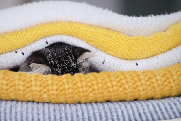 Cute kitten and stack of knitted sweaters cozy autumn mood cat is basking in a warm blanket poor heating in winter