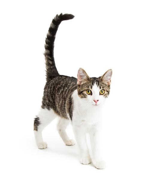 Cute Kitten Walking Forward on White