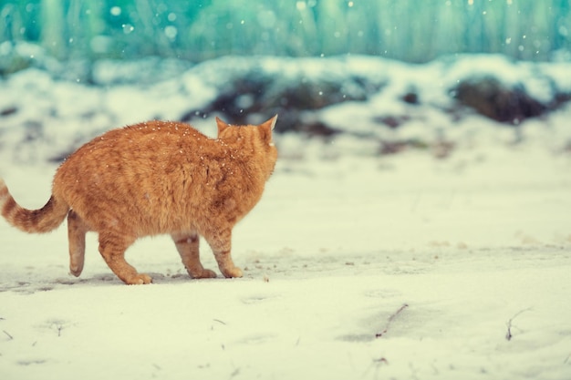 雪の中を歩くかわいい子猫