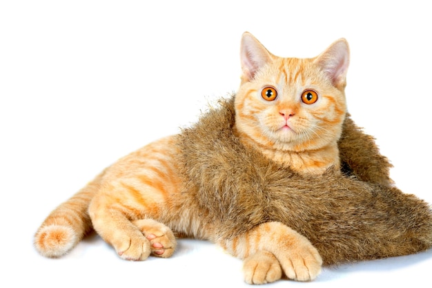 모피 스카프를 두른 귀여운 새끼 고양이. 화이트 절연