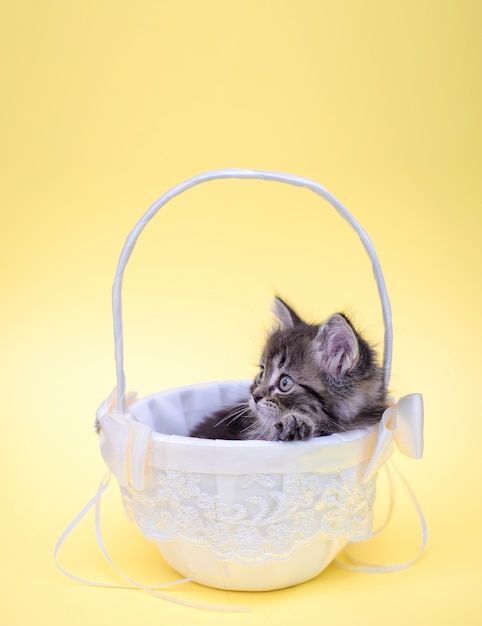 cute kitten in white holiday basket on yellow wall