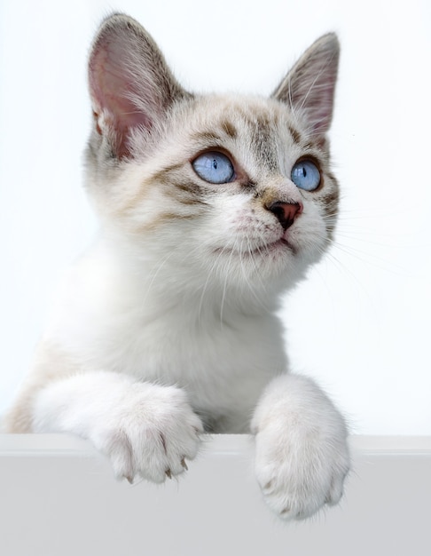 Cute kitten over white