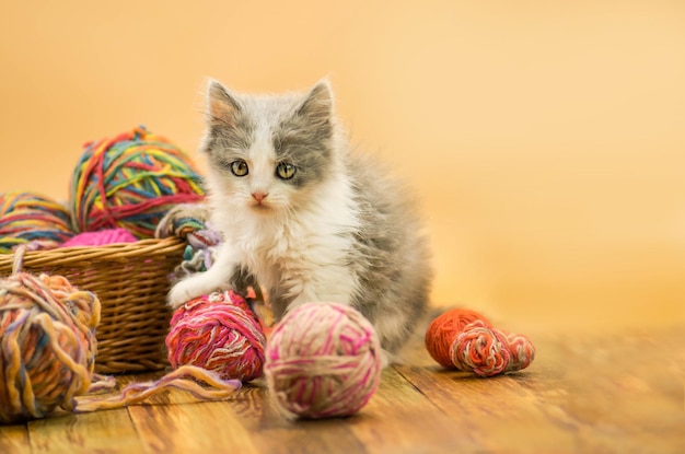 Cute kitten with a ball of yarn