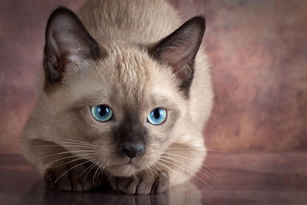 A cute kitten with blue eyes sits on the floor and looks into the distance