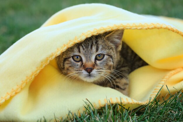 黄色い毛布でかわいい子猫