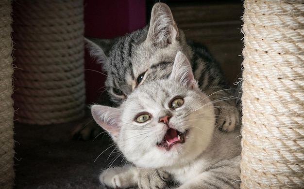 Cute kittens are playing at home.