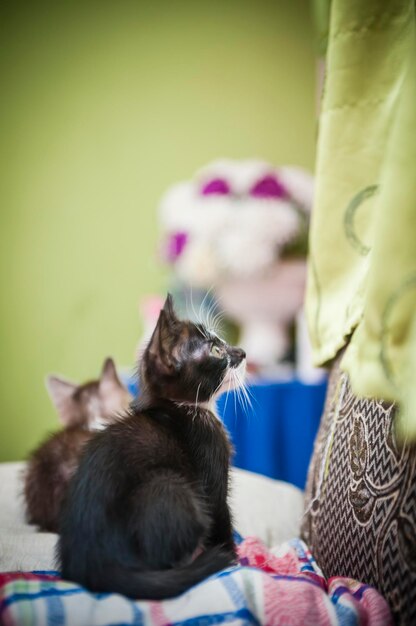 Photo cute kittens relaxing on sofa at home