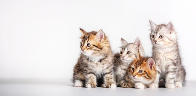 Cute kittens Siberian cat breed looking to copy space on white