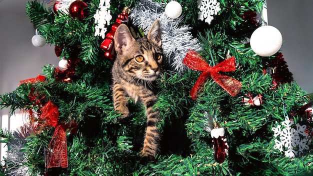 クリスマスツリーの可愛い猫が ⁇ 遊びながら美しい装飾を壊しています ⁇ 