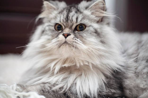 Foto un gattino carino sdraiato sul pavimento