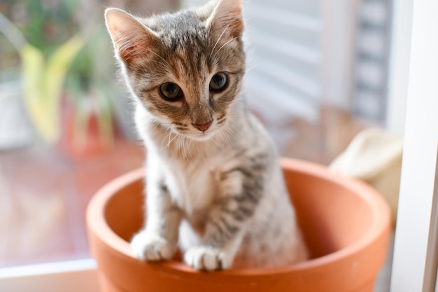 植木鉢の中で遊ぶかわいい子猫