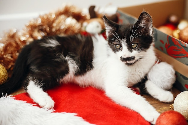 Photo cute kitty sitting at a box of red and gold baubles ornaments and santa hat under christmas tree in festive room merry christmas concept adorable funny kitten atmospheric image