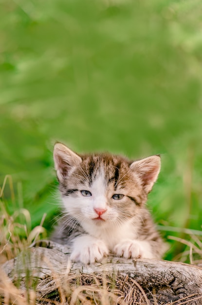 花の牧草地に座っているかわいい子猫