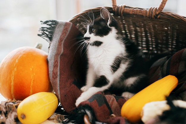 Cute kitty sitting in wicker basket with pumpkin and zucchini in light on wooden background kitten with funny look harvest and hello autumn concept happy thanksgiving