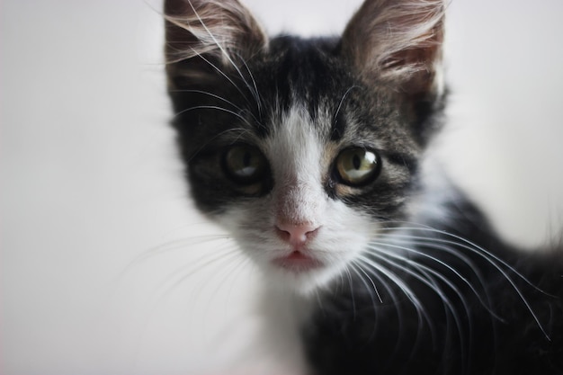 cute kitty small cat portrait close up