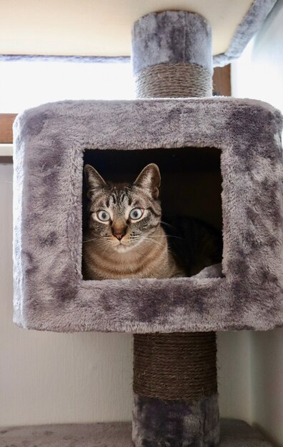 Cute kitty staying on cat tree at home