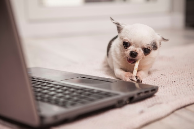 CUte kleine chihuahuahond die van het eten van hond geniet behandelt been voor computer