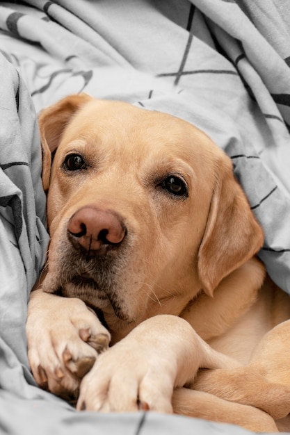 Cute labrador on the bed. the dog lies comfortably in bed.