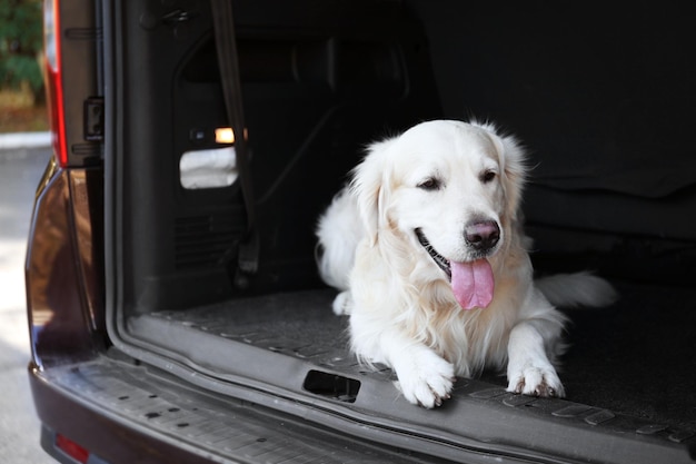 Photo cute labrador dog in car