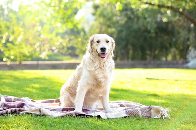 Cute Labrador dog resting in park