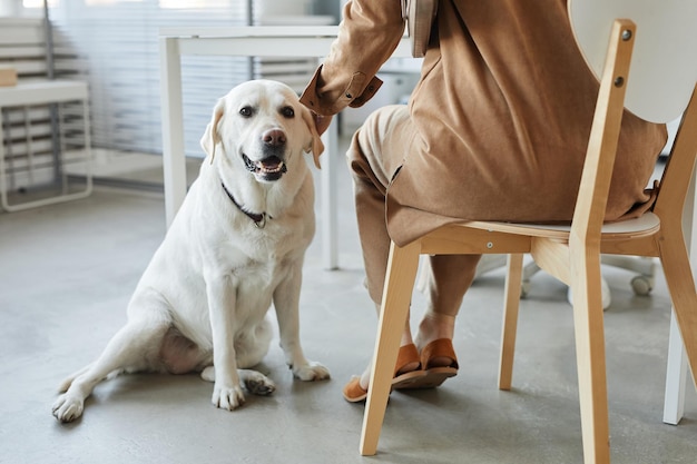 Cute labrador dog sitting on the floor by his owner on chair