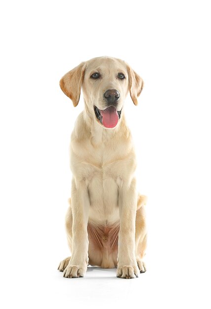 Photo cute labrador dog sitting isolated on white