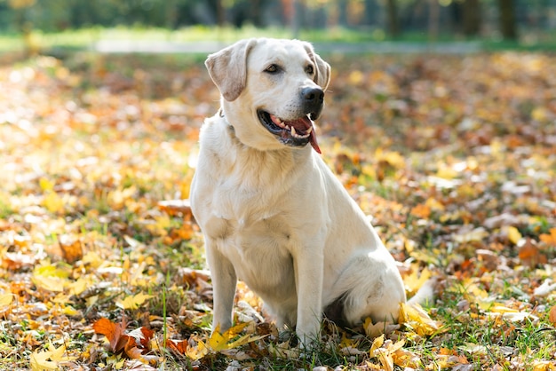 Photo cute labrador outside in the park