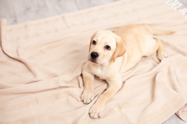 Cute labrador puppy lies on the floor under the blanket of the\
house. pet. dog. high quality photo