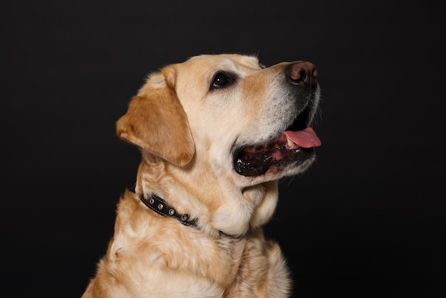 Cute Labrador Retriever in dog collar on black background