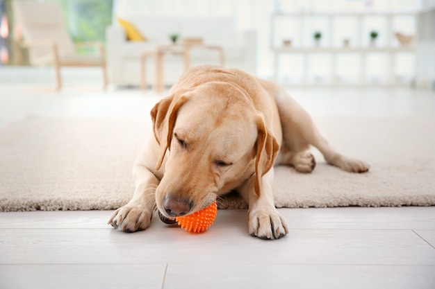 Cute Labrador Retriever playing with ball at home