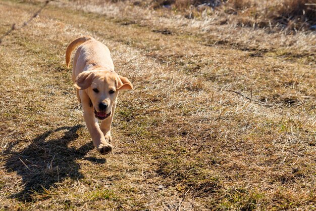 草原で走っている可愛いラブラドール・レトリバーの子犬