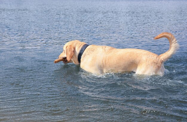 Cute Labrador Retriever with wooden stick in water