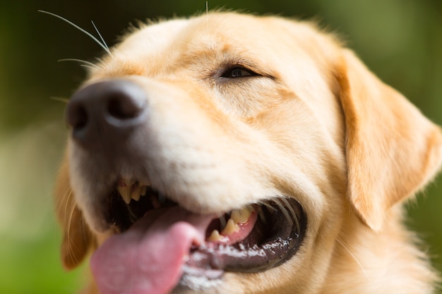 Carino di labrador retriever