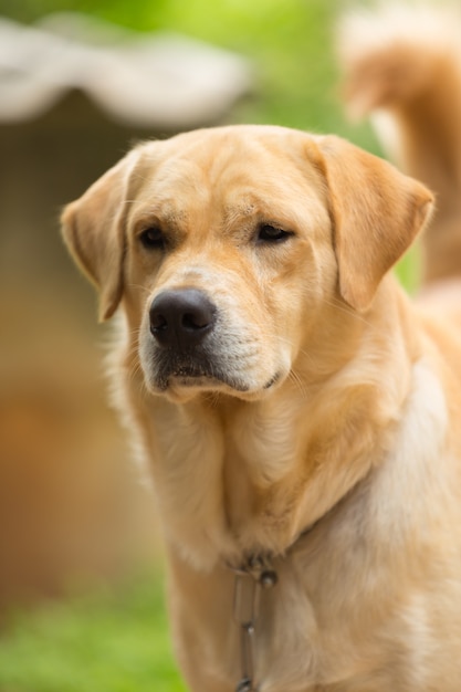 Carino di labrador retriever