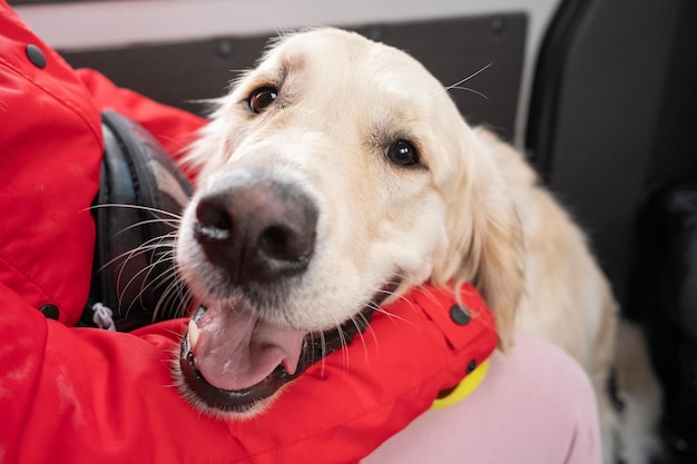 Cute labrador with owner in the car