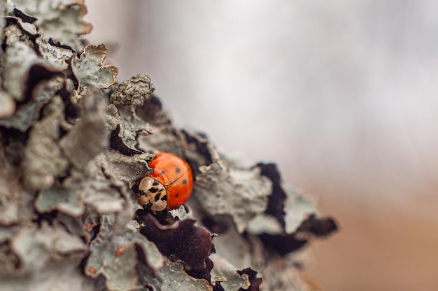 A cute ladybug fell asleep for the winter in a lichen defocused background